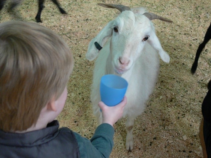 brisbane-kids-ekka-animals