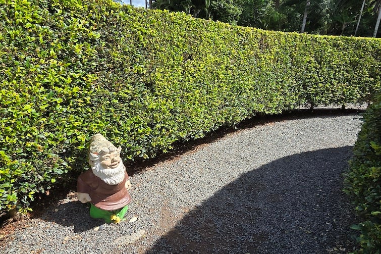A gnome in a hedge maze at Amaze World.