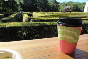 Takeaway cup of coffee near hedge maze.