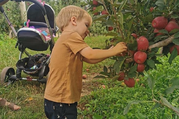 Apple and Strawberry pick your own image of boy picking apples from a tree.