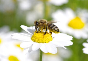 australian bees, bee facts, facts about bees, honeybee