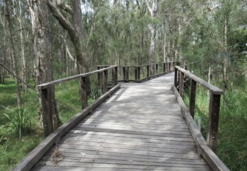 A boardwalk among the trees at Boondall Wetlands.
