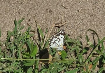 butterfly migrating in brisbane