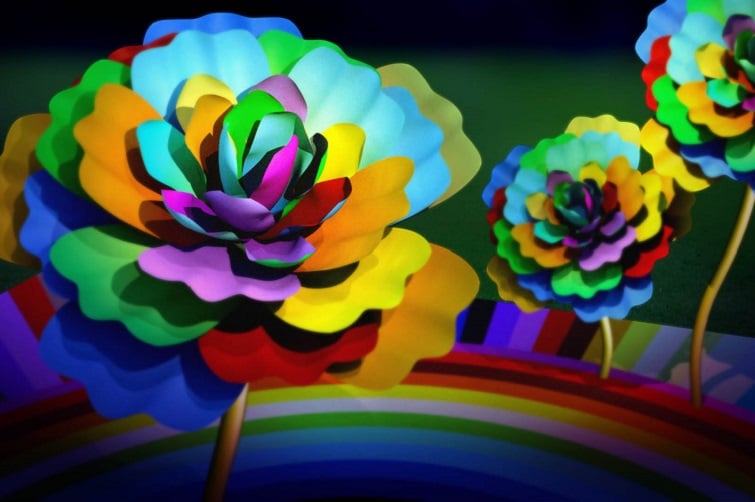 Brisbane festival garden event image of large rainbow peony flowers.