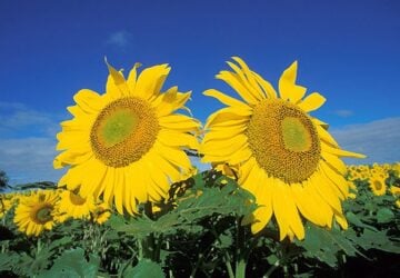 how to grow tall sunflowers