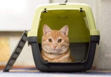 Ginger cat sitting in a transport crate.