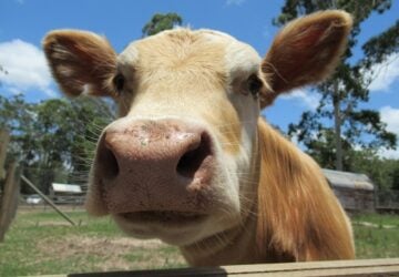 cow, cow encounter at brisbane farm