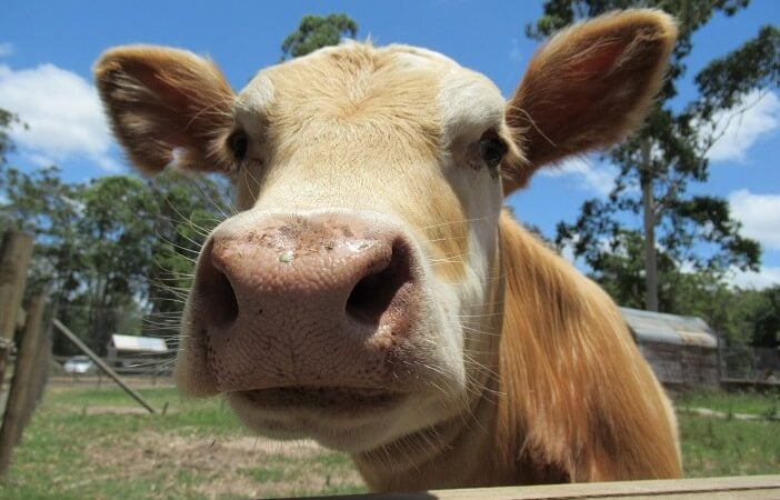 cow, cow encounter at brisbane farm