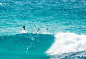 dolphins on stradbroke island
