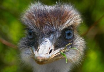 emu facts for kids, face of an emu staring at the camera