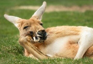 fun kangaroo facts, kangaroo lying down with his paw up against his face.
