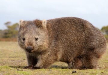 australian wombat features