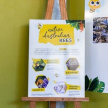 ginger factory bee show information