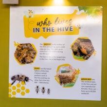 ginger factory bee show information hives