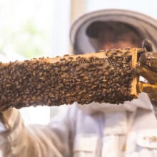 ginger factory bee show beekeeper