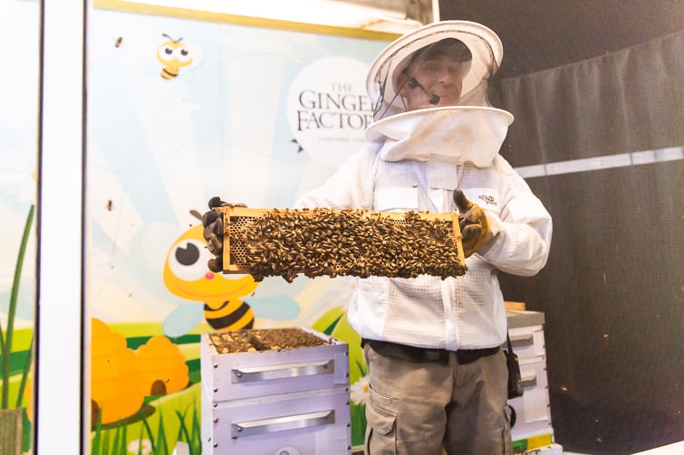 Ginger factory live bee show with a beekeeper holding a frame full of bees