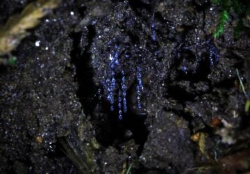 An example of glow worms