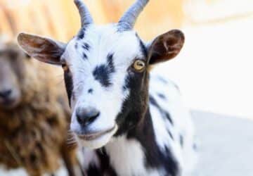 Goat simple living farm animal.