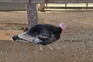 A turkey at Granite Belt Christmas Farm.