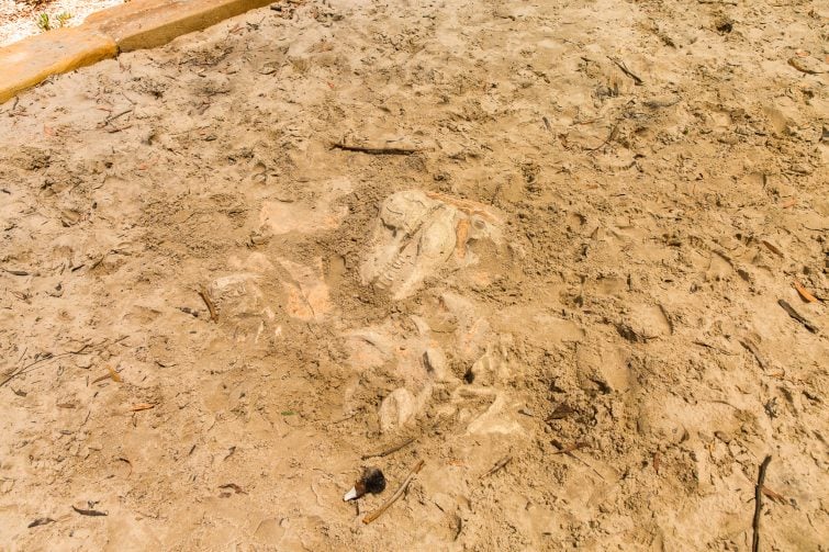 dinosaur fossil in sand. 