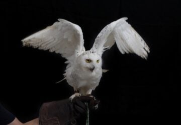 Hogwarts acceptance level being sent by an owl.