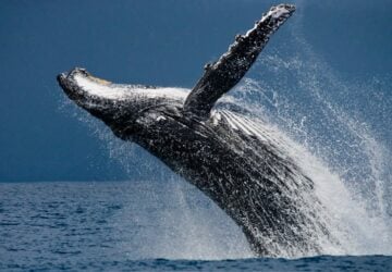 humpback whale, kids, fun facts, australian, animals, marine, ocean