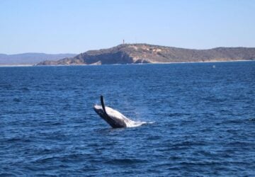 Tangalooma Island Resort, Tangalooma Whale Watching Cruise, whale watching, Moreton Island