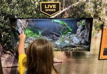Girl points to spider in Queensland Museum exhibition