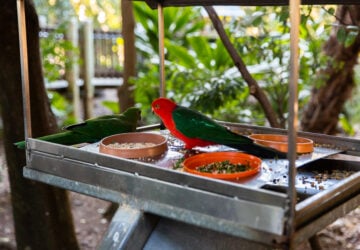 Ipswich Nature Centre free flight aviary king parrot