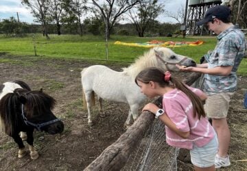A girl leans over the fence to greet a small horse. An older boy feeds a white horse over the fene.