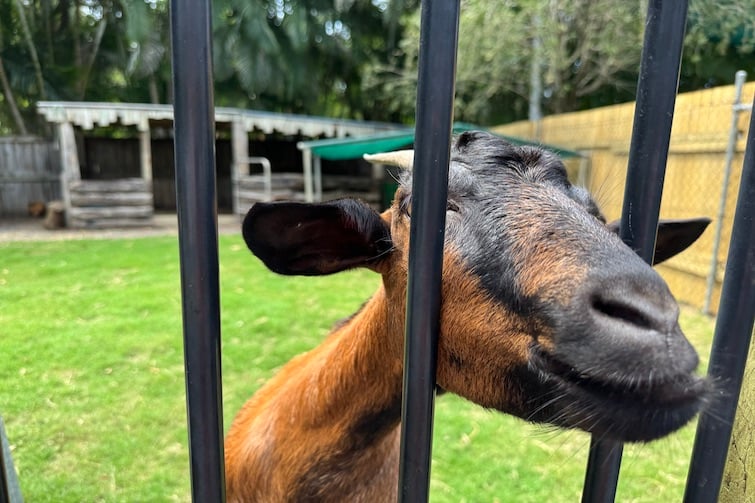 A goat sticking it heads through the fence at King Country Bayside, Thornlands.