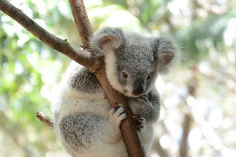 Koala Community Tree Planting IndigiScapes event image of koala in a tree.