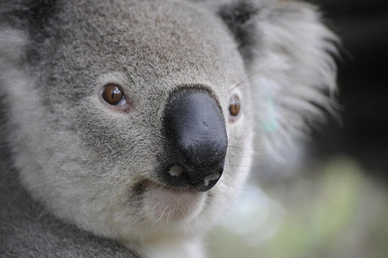 close up image of a cute koala.