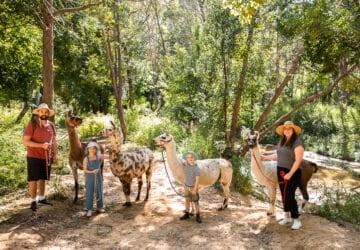 llama walk in esk, family standing with 4 llamas