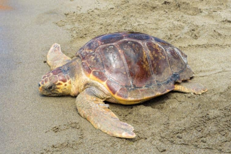 Adult loggerhead sea turtle on sand. 