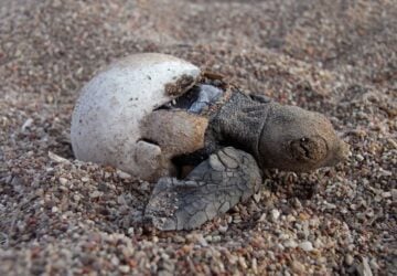 Loggerhead turtle hatching out of egg on sand.