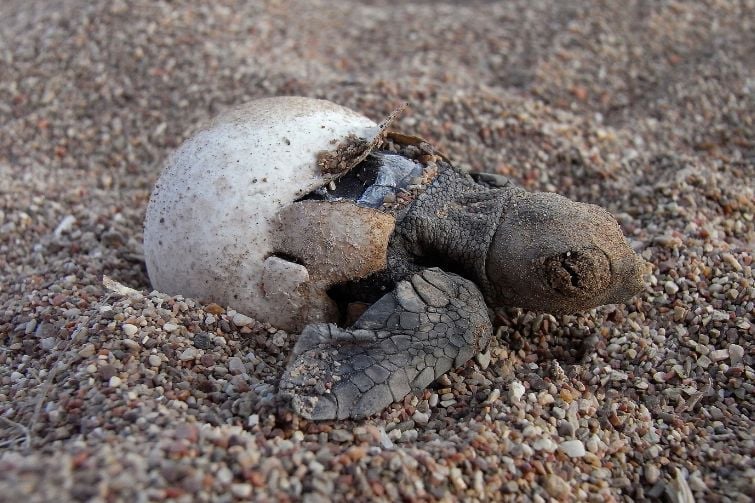 Loggerhead turtle hatching out of egg on sand.