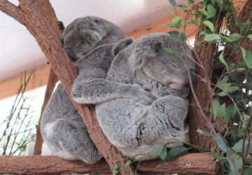 Three koalas cuddling.