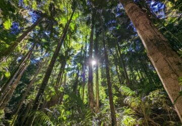 Rainforest Hikes for Families - Maiala Rainforest Circuit