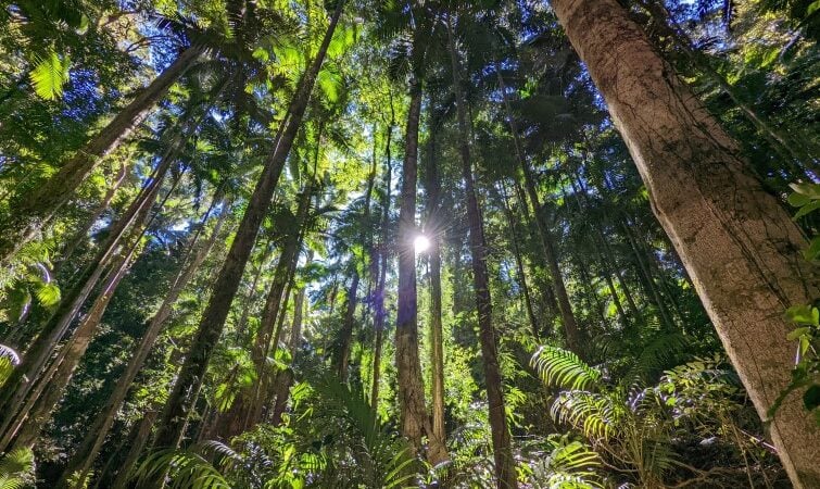 Rainforest Hikes for Families - Maiala Rainforest Circuit
