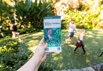 mt coot-tha botanic gardens hide 'n' seek discovery trail information brochure cover