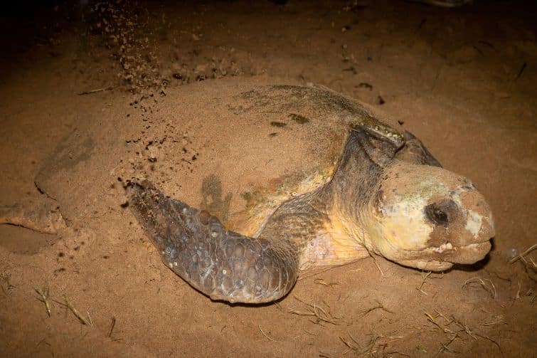 Nesting turtle covered partially with sand. 