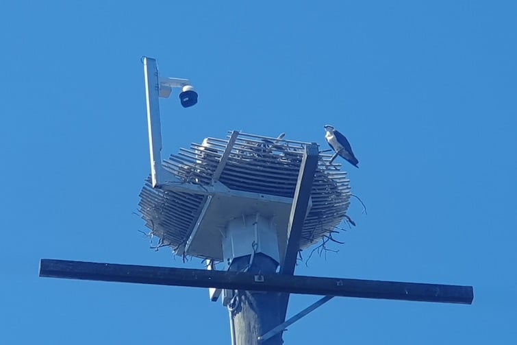 Osprey nest and webcam at Osprey House.