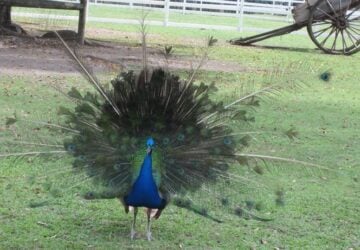 peacock, farmstay, paradise country