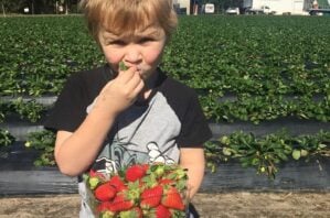 pick your own strawberries at strawberry fields with kids