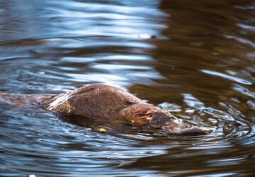 platypus facts for kids, platypus in creek