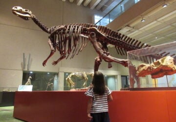 Young girl looking up at dinosaur skeleton at QLD Museum.