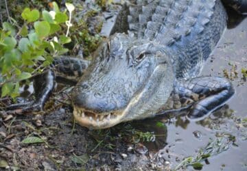 saltwater crocodile in Australia.