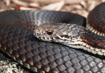 copperhead snake facts for kids, copperhead snakes, australian copperhead snake