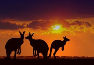 songs about australia with kangaroos